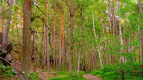 Forest in Nackareservatet, Stockholm.