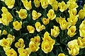 * Nomination: Triumph tulipa cultivar 'Strong Gold' in the botanical garden in Munich, Germany --Kritzolina 15:07, 9 May 2025 (UTC) * * Review needed