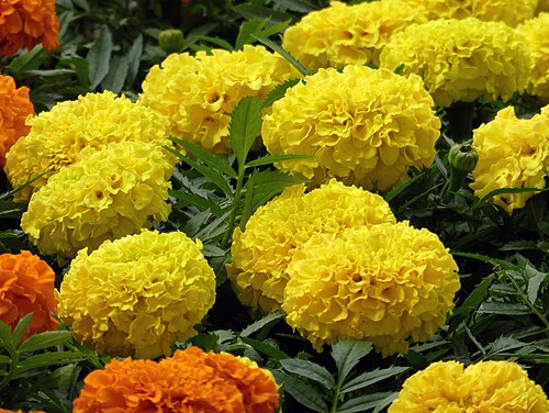 Tagetes erecta in Tashkent, Uzbekistan
