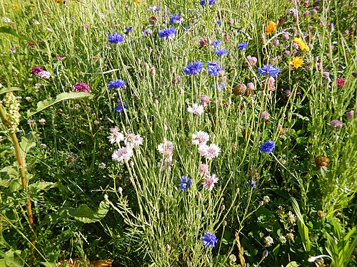 A photo of pink and blue wildflowers, found off the side of a highway.