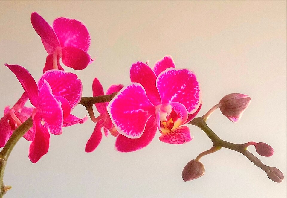 Orchid_Doritaenopsis