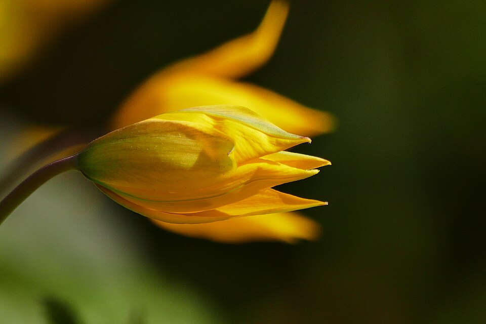 die Weinbergtulpe im Gegenlicht, aufgenommen im Killesbergpark und Wartberg in Stuttgart Nord