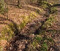 * Nomination Hirschbrunnenbach in the Schulterbachtal nature reserve --Plozessor 02:41, 30 May 2025 (UTC) * Promotion  Support Good quality.--Agnes Monkelbaan 04:21, 30 May 2025 (UTC)
