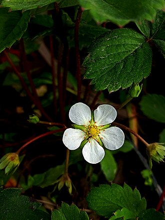 strawberries flower