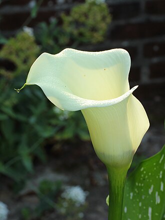 Calla with water drop.