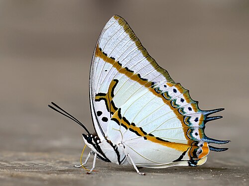 Close wing position of Charaxes eudamippus Doubleday,1843 - Great Nawab.jpg