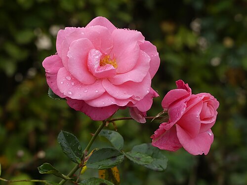 Pink Rose with raindrops in the Blühendes Barock in Ludwigsburg