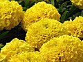* Nomination: Tagetes erecta in Tashkent, Uzbekistan. --Екатерина Борисова 01:17, 30 May 2025 (UTC) * * Review needed