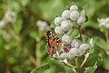 * Nomination: A Painted Lady in the protected landscape area Freisinger Moos und Echinger Gfild --FlocciNivis 16:31, 26 May 2025 (UTC) * * Review needed
