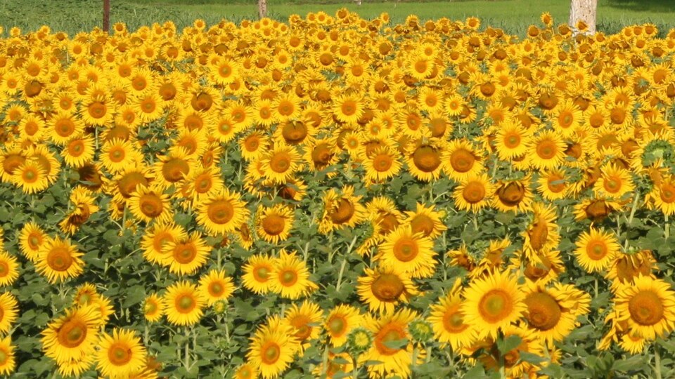 Sunflower Farm in Western India