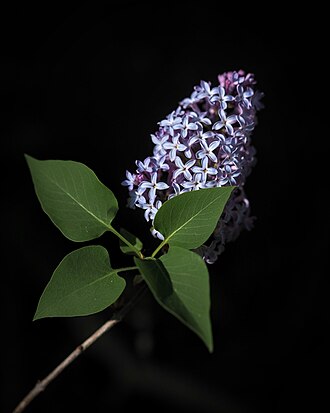 Fliederblüte mit Blatt