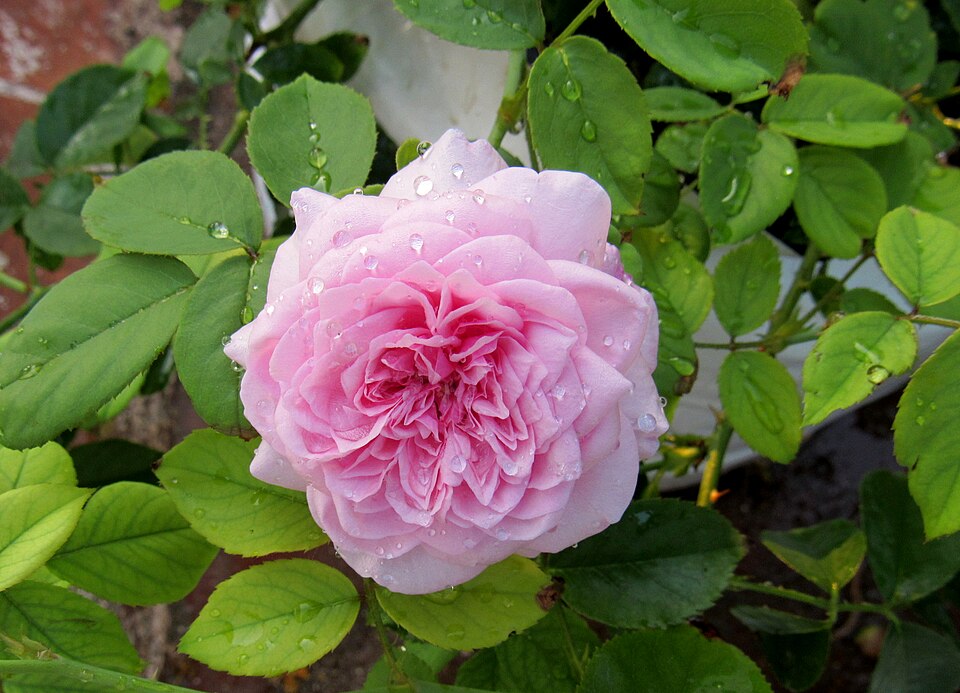 Morning Rose