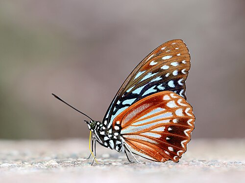 Close wing mud-puddling position of Hestinalis nama (Doubleday, 1844) - Circe.jpg