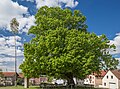 * Nomination "Village lime tree" natural monument in Löffelsterz --Plozessor 03:29, 29 May 2025 (UTC) * Promotion  Support Good quality --Robert Flogaus-Faust 14:04, 29 May 2025 (UTC)