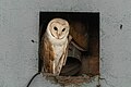 * Nomination Asian Barn Owl in West Bengal, India. --Tisha Mukherjee 11:47, 23 May 2025 (UTC) * Promotion  Support Good quality. --Romzig 13:44, 29 May 2025 (UTC)