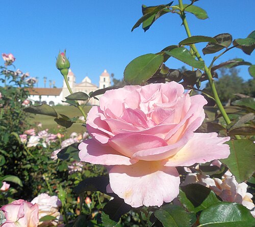 "Elle" cultivar of the 2005 All-American Rose Selections (AARS) in Santa Barbara, California