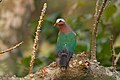 * Nomination: Asian Emerald Dove in Kuldiha Wildlife Sanctuary, Odisha, India. --Tisha Mukherjee 05:57, 24 May 2025 (UTC) * * Review needed