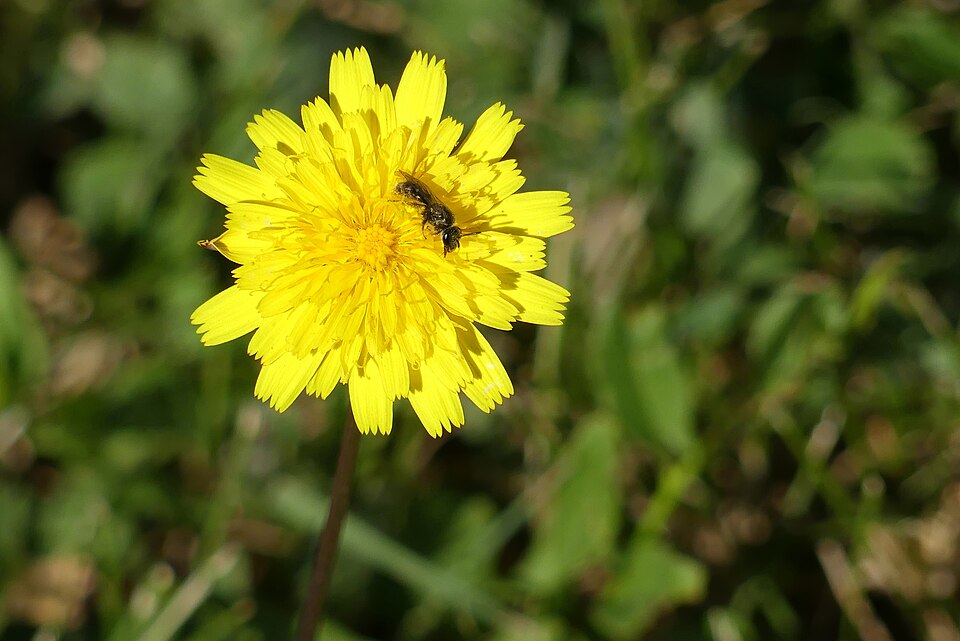 Hawkweed in a meadow at Oberbronn in Alsace