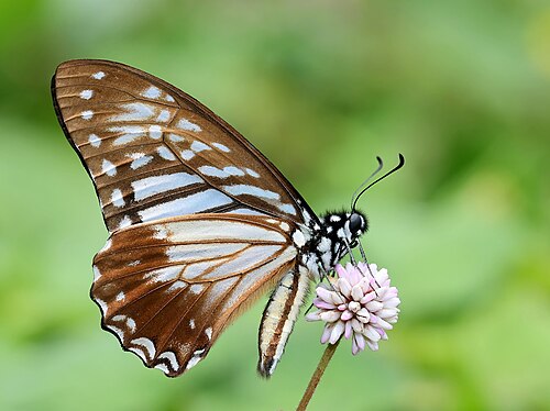 Close wing nectaring position of Graphium macareus (Godart, 1819) - Lesser Zebra 1.jpg