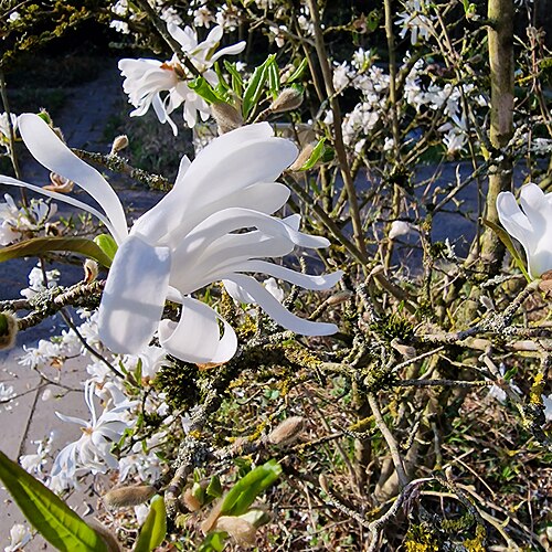 Weiße Magnolienblüte im botanischen Garten zu Göttingen _ White Magnolie flower in the botanical garden in goettingen