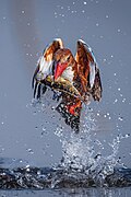 * Nomination White Throated Kingfisher. By User:Amarchobiabhi --ROCKY 09:26, 28 May 2025 (UTC) * Promotion  Support Wow, cool --Lvova 09:56, 28 May 2025 (UTC)