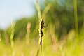 * Nomination: An Oblong Running Spider on Orchard Grass in the nature reserve Südliche Fröttmaninger Heide --FlocciNivis 08:46, 28 May 2025 (UTC) * * Review needed