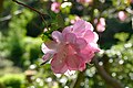 * Nomination Rhododendron cultivar 'Stadt Essen' in the botanical garden in Munich, Germany --Kritzolina 05:39, 6 May 2025 (UTC) * Promotion  Support Good quality. --Lvova 19:45, 7 May 2025 (UTC)