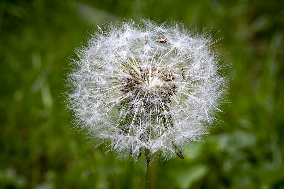 Dandelion Clocks in late spring