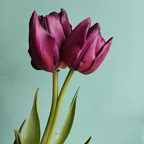 Two tulips on one stem