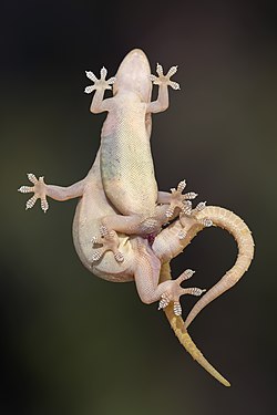 Couple of Hemidactylus frenatus (Common House Geckos), mating