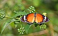 * Nomination: Open wing position Nectaring of Danaus chrysippus (Linnaeus, 1758) - Plain Tiger(Female) --Sandipoutsider 10:20, 22 May 2025 (UTC) * Review CAs on the wings on the white areas ? --Sebring12Hrs 16:09, 22 May 2025 (UTC)