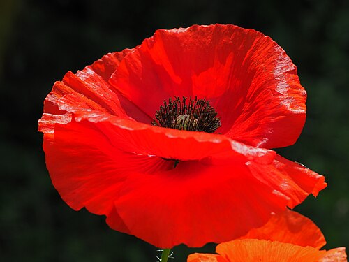The delicate petals of the wild poppy in Europe have an incomparable red glow