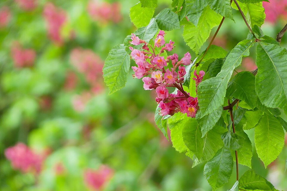 Red flowering horse chestnut in Hannover