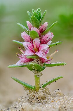 Blühendes Strand-Milchkraut (Lysimachia maritima) am Strand von Norderney