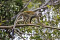 * Nomination Ecuadorian squirrel monkey (Saimiri macrodon) --Charlesjsharp 10:20, 8 May 2025 (UTC) * Promotion  Support Good quality. --Ermell 21:47, 8 May 2025 (UTC)
