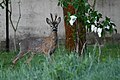 * Nomination: Roebuck in Kröllwitz in Halle (Saale), Germany. --Romzig 19:01, 29 May 2025 (UTC) * * Review needed