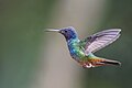 * Nomination Golden-tailed sapphire (Chrysuronia oenone) male --Charlesjsharp 09:02, 28 May 2025 (UTC) * Promotion  Support Good quality. --Olivier LPB 09:41, 28 May 2025 (UTC)