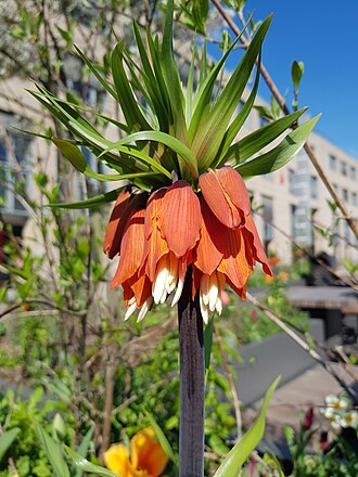 Blüte einer Kaiserkrone (Fritillaria imperialis)