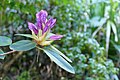 * Nomination: Rhododendron hybrid 'Susan' in the botanical garden in Munich, Germany --Kritzolina 05:45, 7 May 2025 (UTC) * * Review needed
