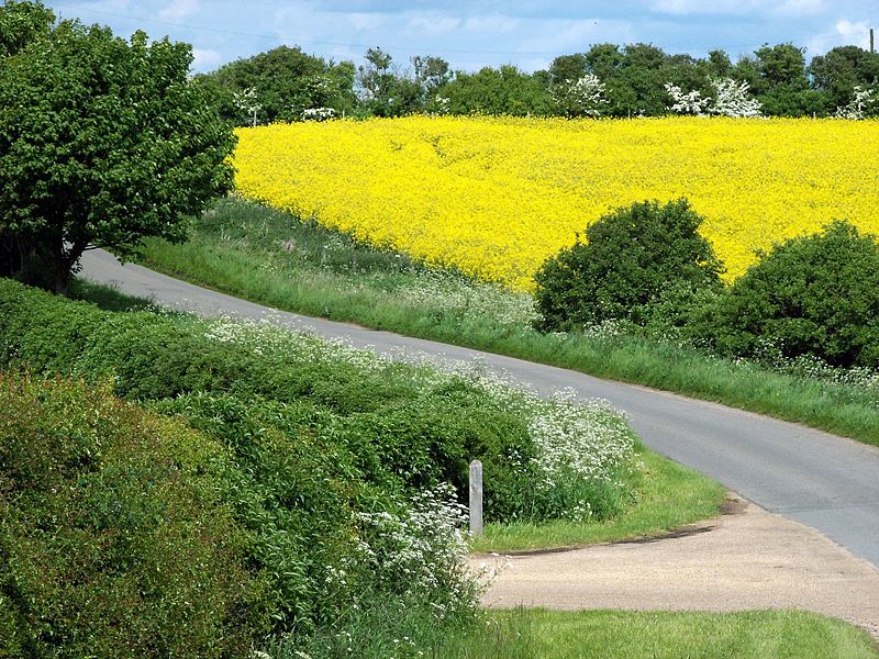 File:A country lane in the Lincolnshire Vales, South Kesteven, England.jpg