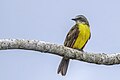 * Nomination Grey-capped flycatcher (Myiozetetes granadensis obscurior) --Charlesjsharp 10:20, 30 May 2025 (UTC) * Promotion  Support Good quality. --Benjism89 11:49, 30 May 2025 (UTC)