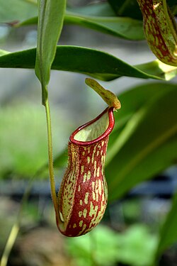 Nepenthes is a carnivorous plant that has pitchers filled with herbal juice (in Kharkiv Botanical Garden,Ukraina)