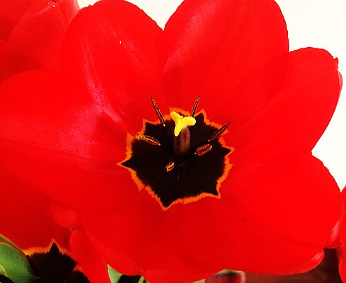 Flower tulip_Tulipa L.