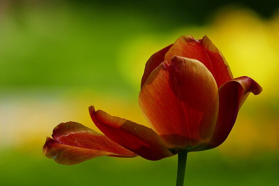 im blühenden Barock erstrahlt die Tulpe im gelbem Hintergrund