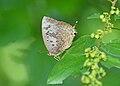 * Nomination Close wing Basking activity of Arhopala amantes (Hewitson, 1862) - Large Oakblue --Sandipoutsider 11:16, 23 May 2025 (UTC) * Promotion  Support Good quality. --Romzig 13:42, 29 May 2025 (UTC)