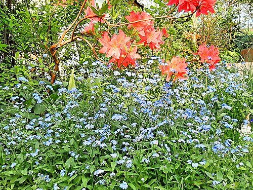 Great forget-me-not with Azalea