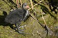 * Nomination: Eurasian coot (Fulica atra) chick at the pond Kirchteich in Halle (Saale)-Neustadt . --Romzig 18:58, 29 May 2025 (UTC) * * Review needed