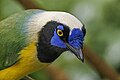 * Nomination Inca jay (Cyanocorax yncas) --Charlesjsharp 10:20, 30 May 2025 (UTC) * Promotion  Support Good quality. --Benjism89 11:49, 30 May 2025 (UTC)