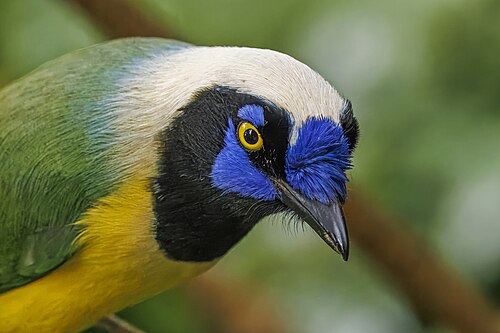 Inca jay (Cyanocorax yncas)