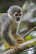 * Nomination Ecuadorian squirrel monkey (Saimiri macrodon) --Charlesjsharp 10:20, 8 May 2025 (UTC) * Promotion There's a very bright and disturbing spot on the tree branch (is it a hole in the bark ?), I think you should make it less visible. Otherwise very good --Benjism89 10:44, 8 May 2025 (UTC) Sorted - some weird computer artefact. Thanks. --Charlesjsharp 21:34, 8 May 2025 (UTC)  Support Thanks ! --Benjism89 08:14, 10 May 2025 (UTC)